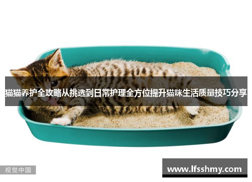 猫猫养护全攻略从挑选到日常护理全方位提升猫咪生活质量技巧分享